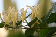 Lonicera japonica